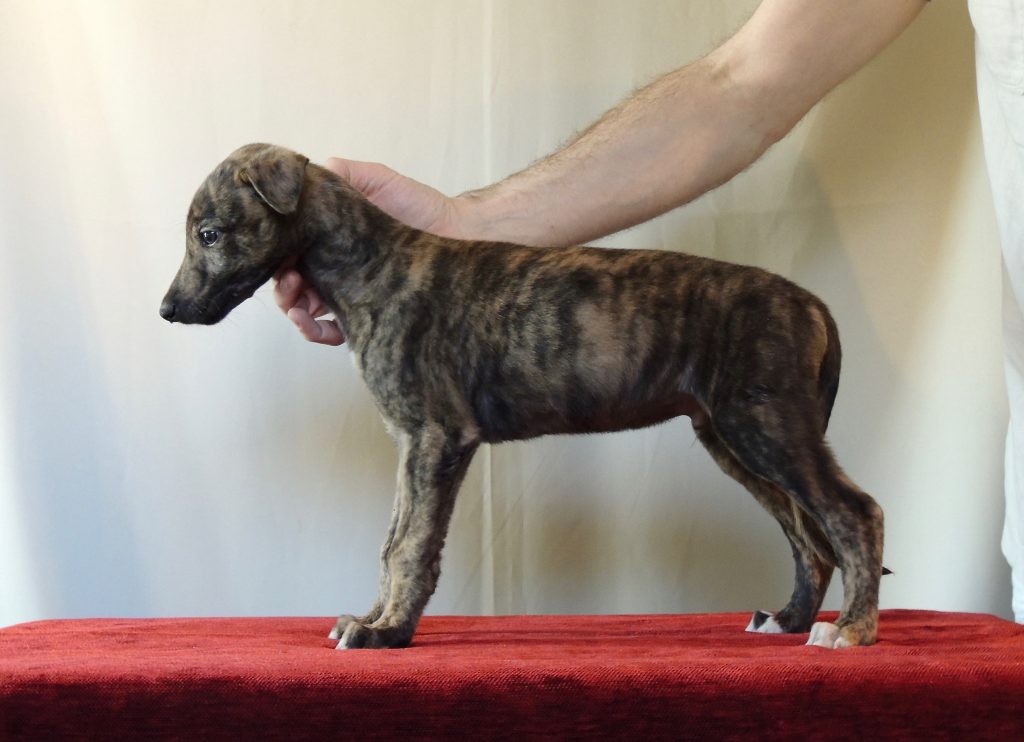 greyhound brindle puppy