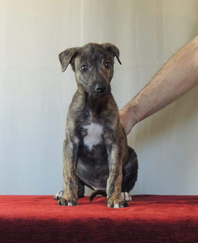 greyhound brindle puppy